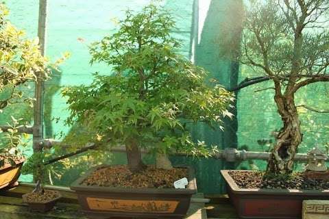 Photo: Vina Horticulture Bonsai & Nursery